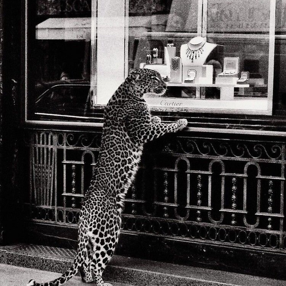 Meet your Posher, Ashlyn